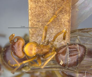 Media type: image;   Entomology 8841 Aspect: habitus dorsal view